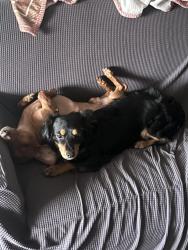 Lost Male Dog last seen Galleria apmts, Glendale, AZ 85304