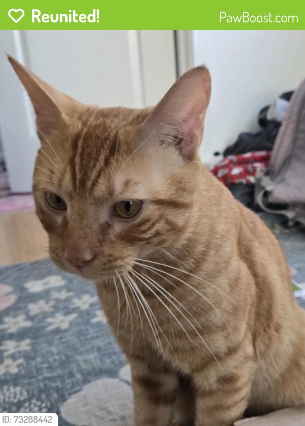 Reunited Male Cat last seen 6th and oregan, Philadelphia, PA 19148