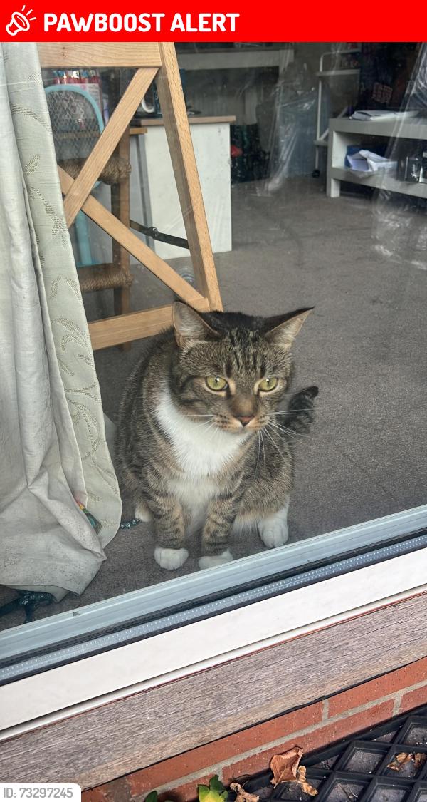 Lost Male Cat last seen Near Ottery Way, Oxfordshire, England OX11 7UG