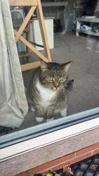 Lost Male Cat last seen Near Ottery Way, Oxfordshire, England OX11 7UG