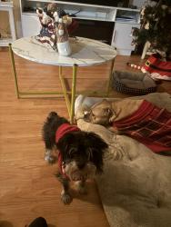 Lost Male Dog last seen Near N Juliet Dr, Deltona, FL 32738