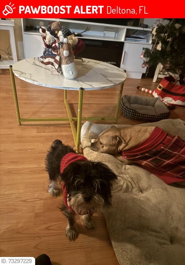 Lost Male Dog last seen Near N Juliet Dr, Deltona, FL 32738