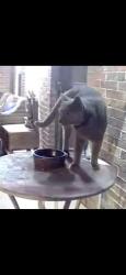 Reunited Unknown Cat last seen Prince, Lake Dallas, TX 75065