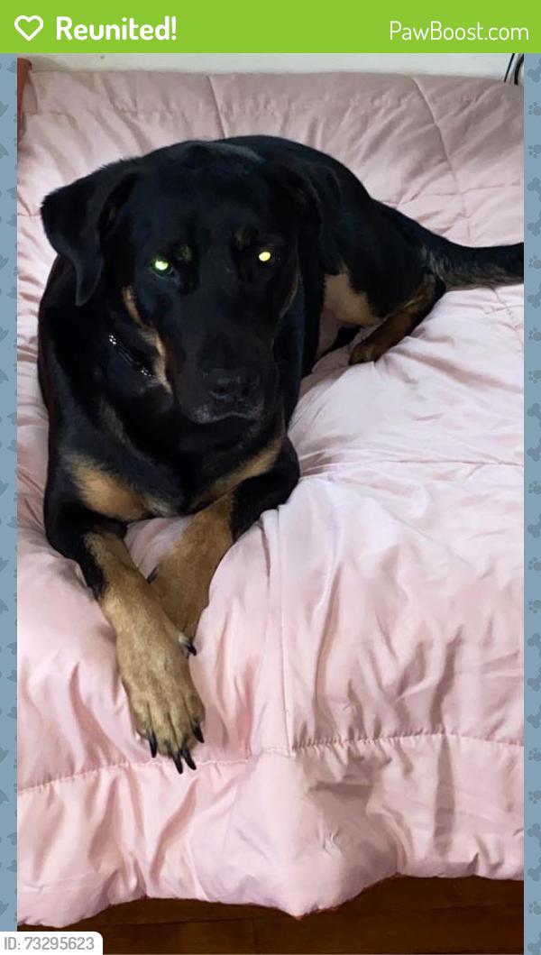Reunited Male Dog last seen Near State Hwy 121, The Colony, TX 75056, USA, The Colony, TX 75056