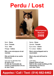 Reunited Female Cat last seen Near 21e av., Montréal, QC H2A 2J5