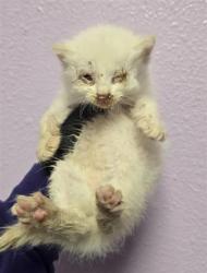 Shelter Stray Male Cat last seen Near mount hood, CITY of El Paso, TX, 5001 Fred Wilson Ave, El Paso, TX 79906, USA