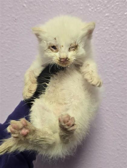 Shelter Stray Male Cat last seen Near mount hood, CITY of El Paso, TX, 5001 Fred Wilson Ave, El Paso, TX 79906, USA