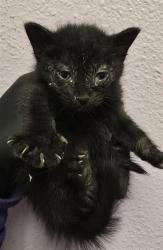 Shelter Stray Male Cat last seen Near mount hood, CITY of El Paso, TX, 5001 Fred Wilson Ave, El Paso, TX 79906, USA