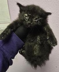 Shelter Stray Male Cat last seen Near mount hood, CITY of El Paso, TX, 5001 Fred Wilson Ave, El Paso, TX 79906, USA