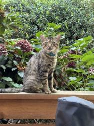 Shelter Stray Male Cat last seen Near S DONOVAN ST, Seattle, WA, 2061 15th Ave W, Seattle, WA 98119, USA