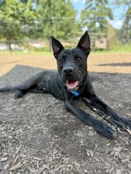 Shelter Stray Male Dog last seen , 30032, GA, 3280 Chamblee Dunwoody Rd, Chamblee, GA 30341, USA