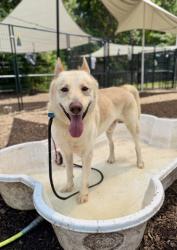 Shelter Stray Male Dog last seen Near Debelle street Clarkston Georgia 30021, 30021, GA, 3280 Chamblee Dunwoody Rd, Chamblee, GA 30341, USA