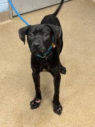 Shelter Stray Male Dog last seen River Rd/Krista Ln, 30034, GA, 3280 Chamblee Dunwoody Rd, Chamblee, GA 30341, USA