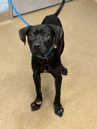 Shelter Stray Male Dog last seen River Rd/Krista Ln, 30034, GA, 3280 Chamblee Dunwoody Rd, Chamblee, GA 30341, USA