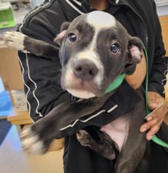 Shelter Stray Male Dog last seen Near Peachtree Industrial Blvd, Atlanta, GA 30341, 30341, GA, 3280 Chamblee Dunwoody Rd, Chamblee, GA 30341, USA