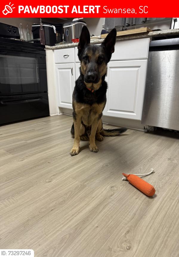Lost Male Dog last seen Whetstone Rd, the other dog was found on Savannah Hwy and Eugene Neese Rd, Swansea, SC 29160