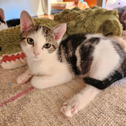 Shelter Stray Male Cat last seen Near Clifton Rd NE, Atlanta, GA 30307, 30307, GA, 3280 Chamblee Dunwoody Rd, Chamblee, GA 30341, USA