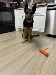 Lost Male Dog last seen Whetstone Rd, the other dog was found on Savannah Hwy and Eugene Neese Rd, Swansea, SC 29160