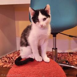 Shelter Stray Female Cat last seen Near Clifton Rd NE, Atlanta, GA 30307, 30307, GA, 3280 Chamblee Dunwoody Rd, Chamblee, GA 30341, USA