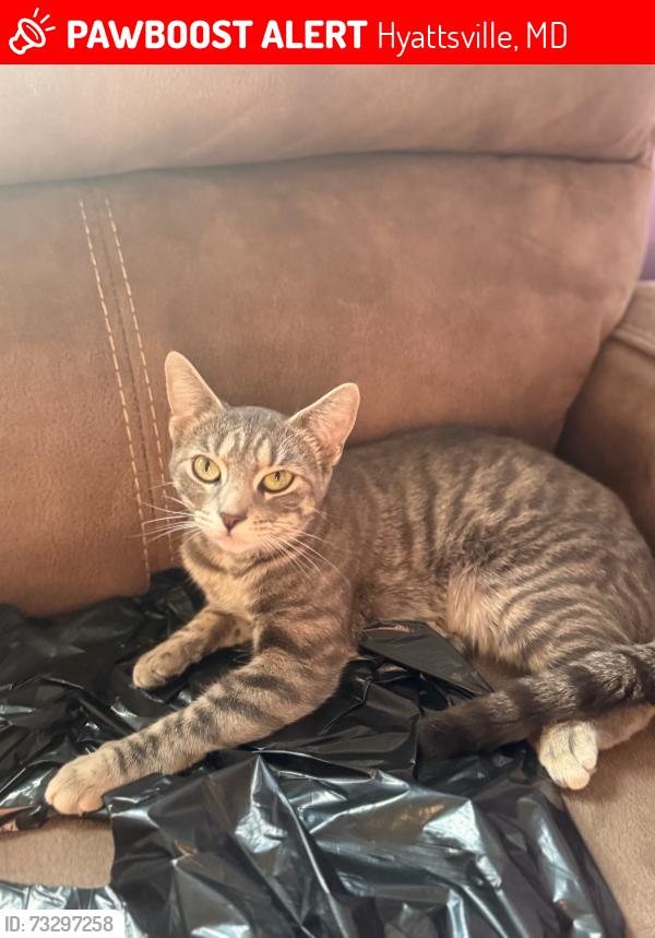 Lost Female Cat last seen gumwood and rosemary, Hyattsville, MD 20783