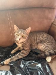 Lost Female Cat last seen gumwood and rosemary, Hyattsville, MD 20783