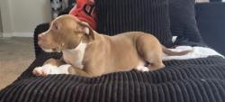 Lost Male Dog last seen Near cleveland ave des moines iowa 50316, Des Moines, IA 50317