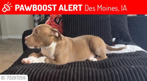 Lost Male Dog last seen Near cleveland ave des moines iowa 50316, Des Moines, IA 50317