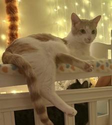 Reunited Male Cat last seen S Vine St and W 8th St, Hinsdale, IL 60521