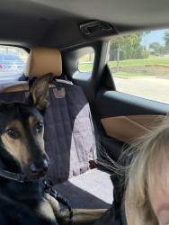 Found/Stray Male Dog last seen Parker & Custer, Plano, TX 75075