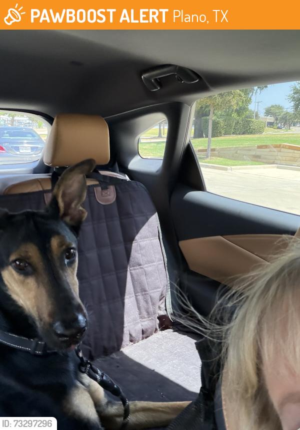 Found/Stray Male Dog last seen Parker & Custer, Plano, TX 75075