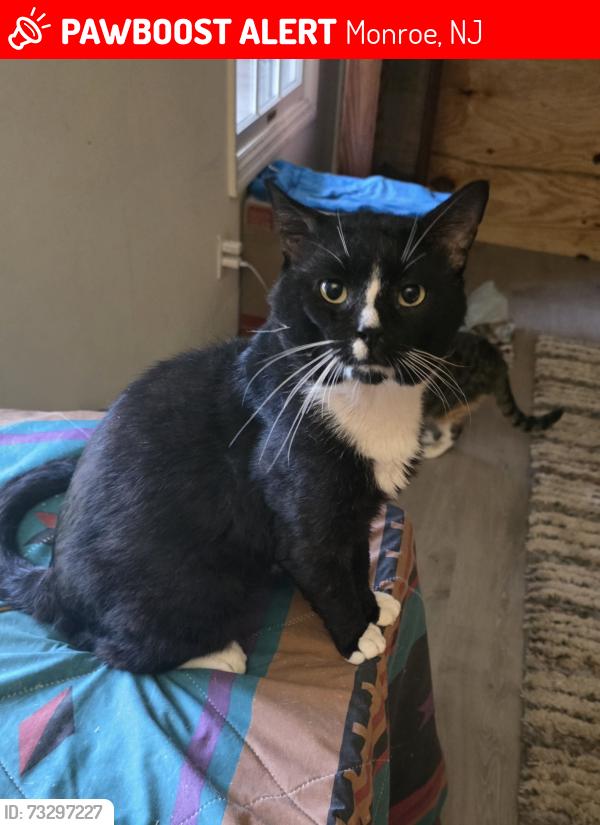 Lost Male Cat last seen Tuckahoe rd/airport, Monroe, NJ 08094
