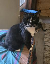 Lost Male Cat last seen Tuckahoe rd/airport, Monroe, NJ 08094