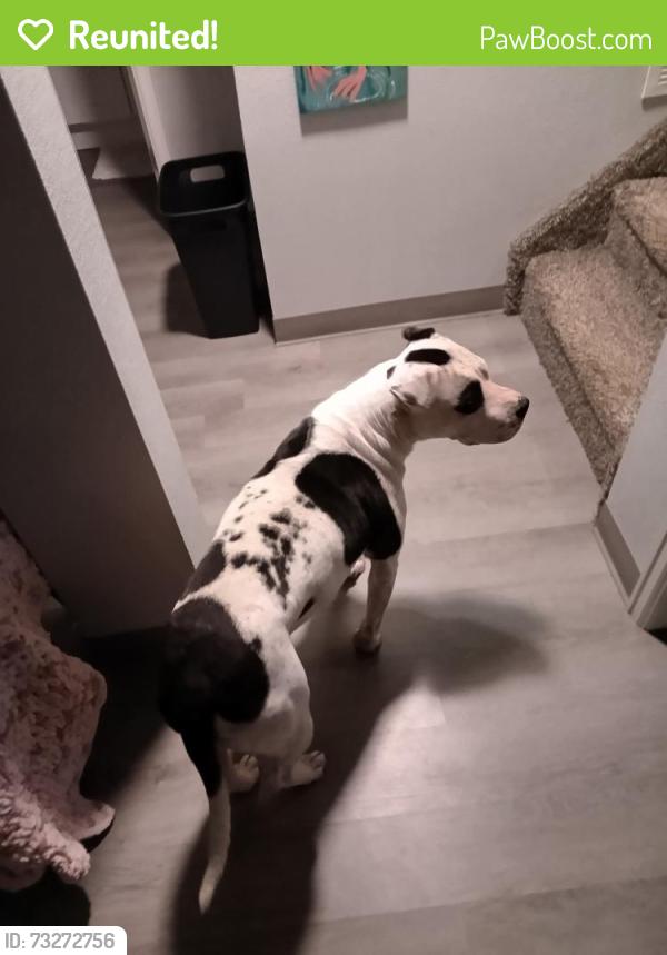 Reunited Female Dog last seen Baptist Road, Monument, CO 80132