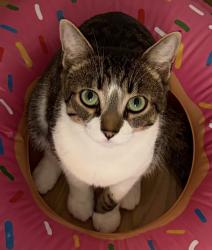 Reunited Female Cat last seen S Vine St and W 8th St, Hinsdale, IL 60521