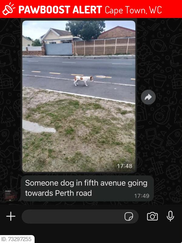 Lost Female Dog last seen Prince George Drive, Cape Town, WC 7800