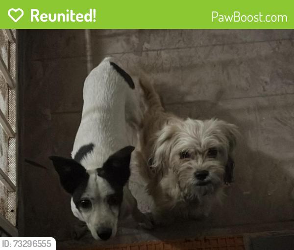 Reunited Female Dog last seen Apple and Stone, Oakland, CA 94603