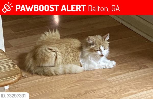 Lost Female Cat last seen Kingsport Drive/Matlock Drive/Waterloo Drive, Dalton, GA 30721
