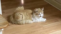 Lost Female Cat last seen Kingsport Drive/Matlock Drive/Waterloo Drive, Dalton, GA 30721