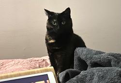 Reunited Female Cat last seen Woodland and 7th ave, Vancouver, BC 