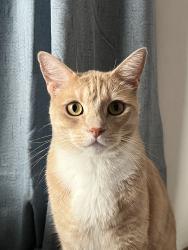 Reunited Male Cat last seen Near Brand Blvd, Mission Hills, CA 91345, USA, Los Angeles, CA 91345