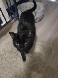 Reunited Male Cat last seen Oak Meadow off Big Tree, South Daytona, FL 32119