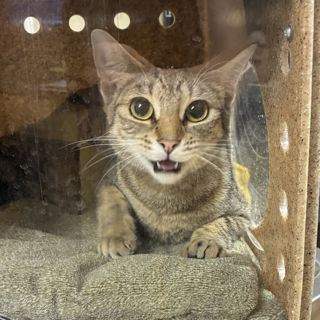 Shelter Stray Female Cat last seen OR, 1700 W Historic Columbia River Hwy, Troutdale, OR 97060, USA