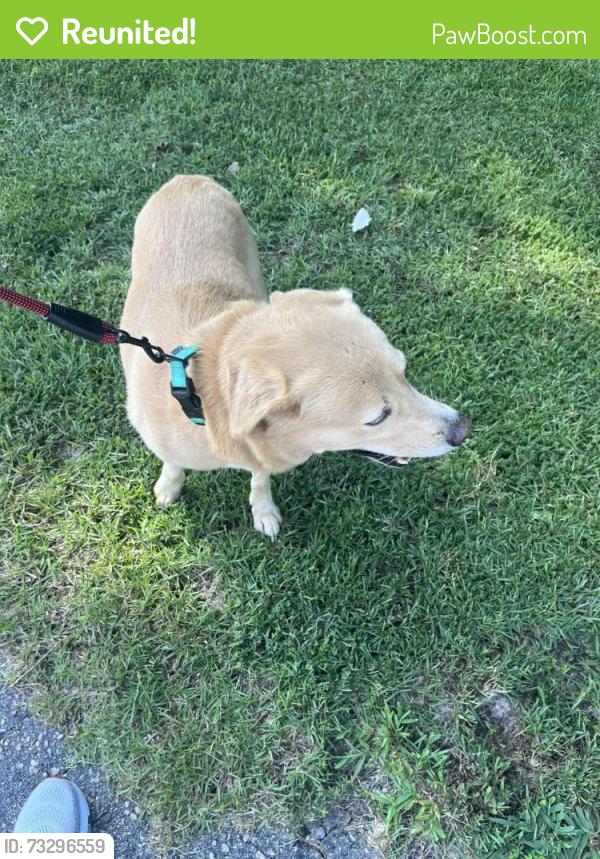 Reunited Male Dog last seen Loop rid, Clayton, NC 27527