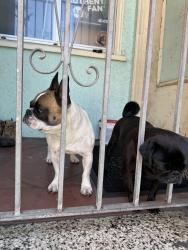 Reunited Male Dog last seen Farragut Ave and Alemany Blvd, San Francisco, CA 94112