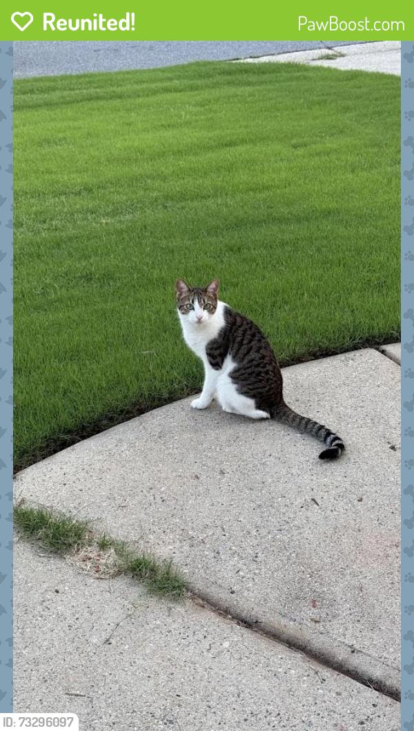 Reunited Male Cat last seen Westbury Subdivision, 430 Hendron Pl, Alpharetta, GA 30005., Alpharetta, GA 30005