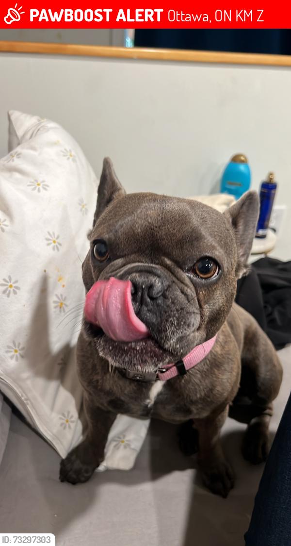 Lost Female Dog last seen Beachwood and Putman, Ottawa, ON K1M 1Z7