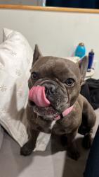 Lost Female Dog last seen Beachwood and Putman, Ottawa, ON K1M 1Z7