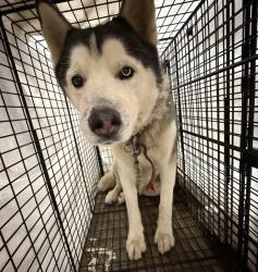 Shelter Stray Male Dog last seen Near Melody Lane, El Cajon, CA, 92019, 5500 Gaines St, San Diego, CA 92110, USA