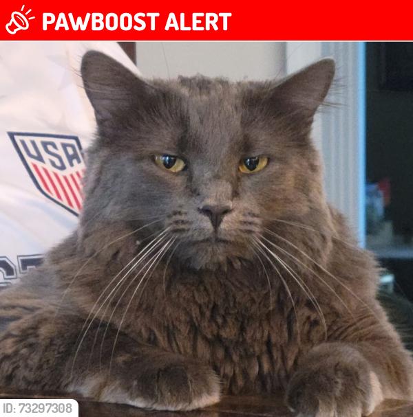 Lost Female Cat last seen Walnut creek, Liberty Township, OH 45011