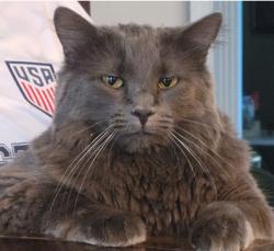 Lost Female Cat last seen Walnut creek, Liberty Township, OH 45011